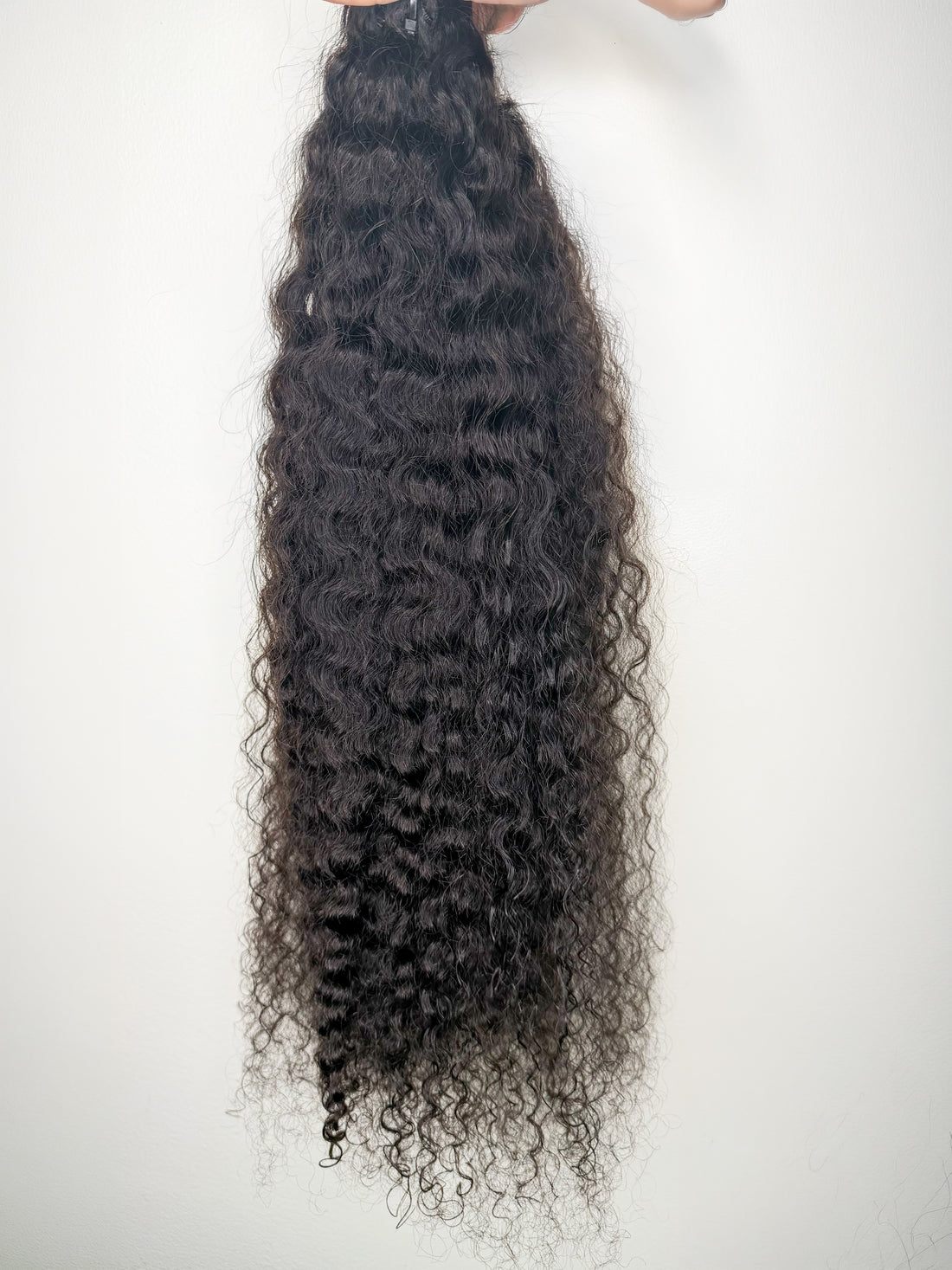 Burmese Curly